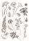 arriettycraft Dekorativer transparenter Stempel mit verschiedenen Blumen, Blättern, Mohnblumen, Glockenblumen, Gänseblümchen, zum Basteln von Karten und Sammelalben, A1885