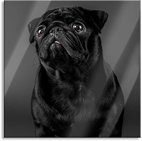 Pixxprint Glasbild, Wandbild auf Echtglas, Süßer schwarzer Mops, 50x50 cm, inkl. Aufhängung und Abstandshalter