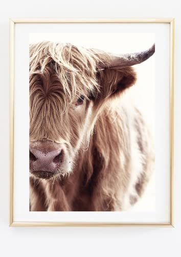 Din A4 Kunstdruck ohne Rahmen - Schottisches Hochlandrind - Rind Kuh Schottland Cattle Hausrind Foto Bild Druck Poster Bild