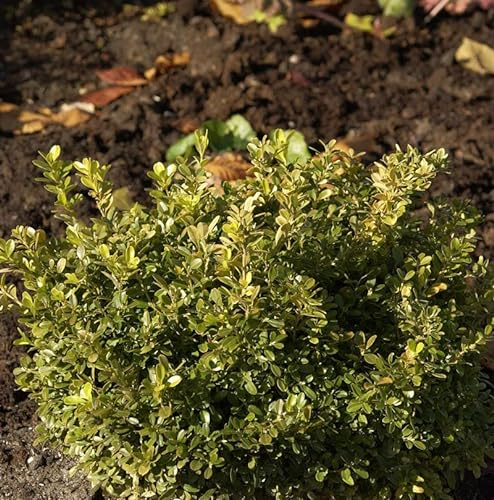 Heimischer Buchsbaum Polar 25-30cm - Buxus sempervirens - Gartenpflanze