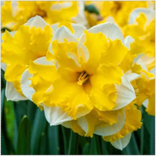 Narzissen - schöne dekorative Zimmerblumen, winterharte Stauden, hochwertige Blumenzwiebeln, fertig zum Einpflanzen ins Freiland-10 zwiebeln-A