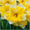 Narzissen - schöne dekorative Zimmerblumen, winterharte Stauden, hochwertige Blumenzwiebeln, fertig zum Einpflanzen ins Freiland-10 zwiebeln-A