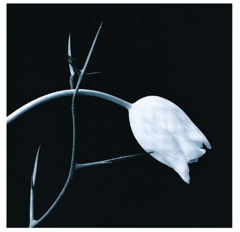 Nonesuch
