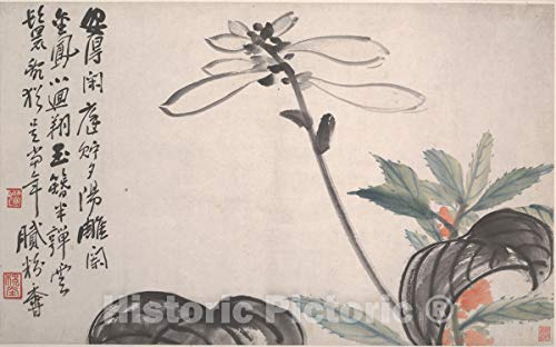 Historic Pictoric Art Print : Chen Hengke - Plantain Lily - China : Vintage Wall Décor : 12in x 08in