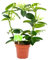 DECOALIVE Jazmín de Madagascar Planta Natural con Flores Blancas