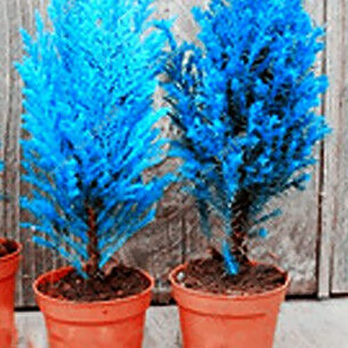 Haloppe 300 Stücke Blumen Pflanzen Samen für Hausgarten Pflanzen, Zypresse Samen Bonsai Nadelbaum Pflanze Hausgarten Hinterhof Park Dekor Samen von Zypressen
