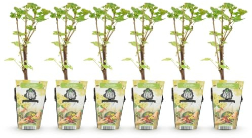GreenboutiQ - Obstpflanzen - Weiß Johannisbeere - Ribes rubrum Weiße Holländer - Winterhart - 6 Pflanzen - Topf 9 cm - Weiße Johannisbeere