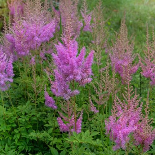 Bloomique - 6er - Set - Astilbe Chinensis Pumila - Prachtspiere - Gartenpflanze - Reichblühend - Winterhart - Mehrjährig - Höhe 10-20 cm - Topf 9 cm