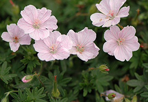3 x Geranium sanguineum 'Apfelblüte' (Winterhart/Stauden/Staude/Mehrjährig/Bodendecker) Rosa Blut Storchschnabel/Storchenschnabel - Ein Blütentraum in pastellfarbenem Charme - von Stauden Gänge