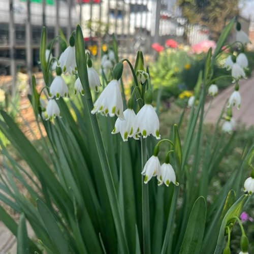 märzenbecher zwiebeln, gartendeko für draußen steingarten pflanzen bonsai pflanzen für draußen pflanzgarten selten balkonpflanzen frühling bonsai deko wohnzimmer gartenpflanzen blumen 12pcs