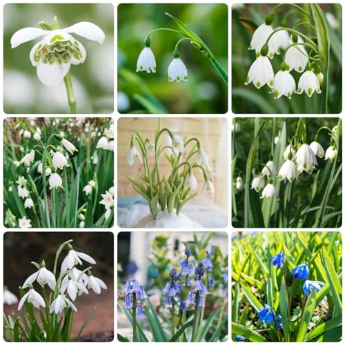 18 pcs schneeglöckchen zwiebeln winterhart mehrjährig - blumenzwiebel balkon pflanze pflanzenkübel,Galanthus nivalis, blumenzwiebeln winterhart dachbegrünung wildblumen büropflanzen