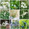 18 pcs schneeglöckchen zwiebeln winterhart mehrjährig - blumenzwiebel balkon pflanze pflanzenkübel,Galanthus nivalis, blumenzwiebeln winterhart dachbegrünung wildblumen büropflanzen