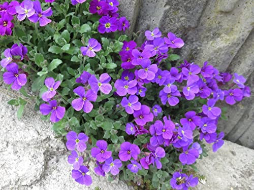 Aubrieta Royal Violet - Aubrieta hybrida Flower Seeds, Alpine Rockery Variety, Approx. 150 0 Seeds Home Garden Seeds ing by Heavy Torch, 150 0 Seeds: Only seeds