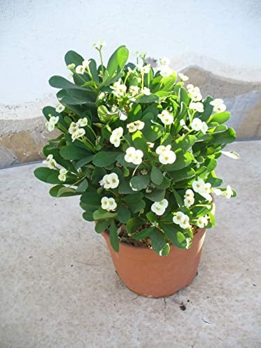 Christusdorn (Euphorbia millii) weiss, 35-45 cm, ein Pflanze im Topf