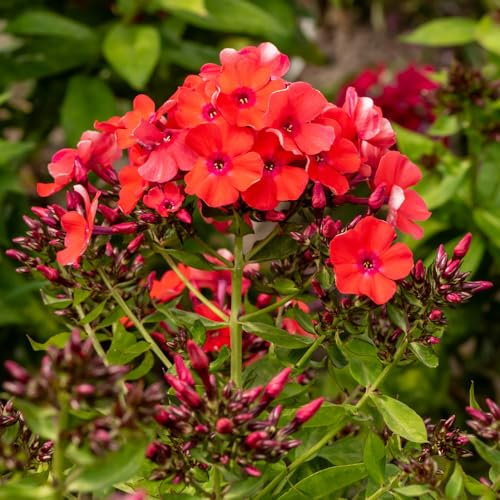 Garden Phlox 'Orange Perfection'. Plug Plant x 4. Fragrant Perennial Flowers for Cutting & Cottage Gardens. Available from Bedwen Plants