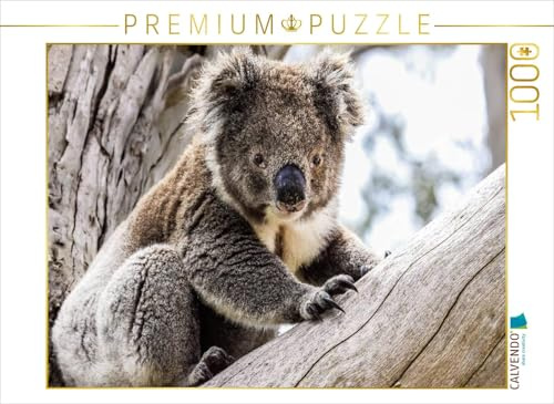 CALVENDO Puzzle Koala im Eukalyptusbaum | 1000 Teile Lege-Größe 64 x 48 cm Foto-Puzzle für glückliche Stunden