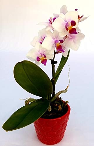 POWERS TO FLOWERS - ORCHIDEA PHALAENOPSIS ROSATA IN VASO CERAMICA CUORI, Pianta Vera