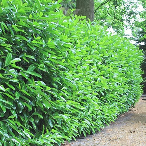 Gardline - Kirschlorbeer Novita 140-160 cm. 3-200 Pflanzen. Hecke: immergrün & blickdicht - 11 St. (ca. 5,5 Meter)