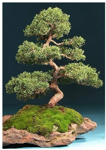 Tropica – Chinesischer Wacholderbaum (Juniperus chinensis) – 15 Samen
