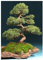 Tropica – Chinesischer Wacholderbaum (Juniperus chinensis) – 15 Samen