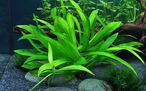 Tropica Aquarium Pflanze Helanthium 'Quadricostatus' Wasserpflanzen Topf Nr.068 Aquariumpflanzen