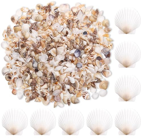 Zourglow 1000 Piezas Conchas Marinas Mixtas