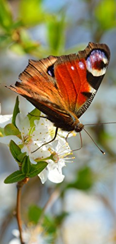 Melis-Folienwerkstatt Türtapete Türposter selbstklebend – Schmetterling auf Blüte - 90x205cm und 100x210cm - Fototapete Poster Türfolie Tapete – T00106