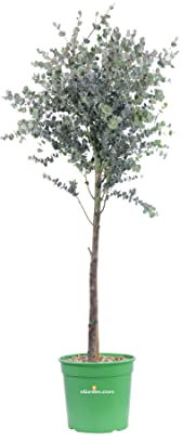 Pianta di Eucalipto Azura Alberello Pianta di Eucalyptus Gunnii Azura Alberello pianta da esterno pianta ornamentale pianta vera venduta da eGarden.store