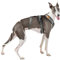 3-Punkt-Gurt, Anti-Ziehen, ideal für Lebreles: Italienischer Windhund, Whippet, Windhund, Podenco - sicher, atmungsaktiv und langlebig, perfekt zum Wandern, Training und Laufen, Anthrazit, M