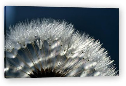 WeißE Pusteblume Modernes Bild Wandkunst Dekoration Blumen Mit NatüRlicher Landschaft Als Hintergrund Bilder Kunstwerk NaturpflanzengemäLde Druck Wandkunst FüR Die Wohnzimmerdekoration 80x50cm