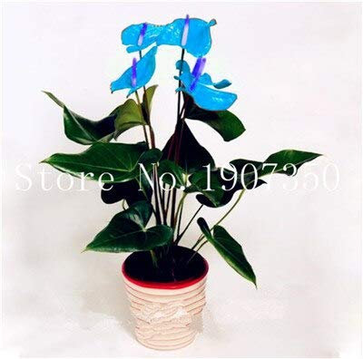 Fresca semi di fiori perenni 100 Stück Anthurium pro blauer Pflanze