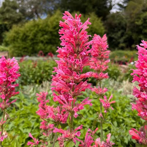 Semillas de flores de agastache rosa 100 piezas