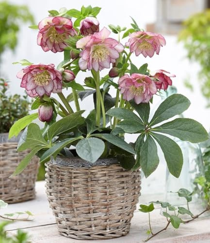 BALDUR Garten 3x Christrosen Double Ellen Picotée, Pflanzen im 9x9 cm-Topf | Helleborus niger, winterharte Staude, mehrjährig & pflegeleicht, schattiger Standort geeignet, blühend