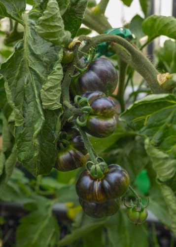 Blue Green Zebra Tomatensamen – Blau grün gestreifte Gourmet Tomate | 10 Samen, Für Garten Balkon & Gewächshaus, Ziersorte, Außergewöhnliche Optik