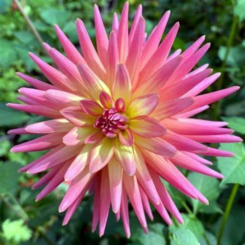 2*unverzichtbare Blumen für den Garten, Dahlien, Blumenzwiebeln, winterhart, prachtvolle Blumen für den Gartenbalkon, krautig, mehrjährig-D