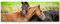 Paul Sinus Art Leinwandbilder | Bilder Leinwand 120x40cm kuschelnde Pferde auf der Weide