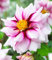 BALDUR Garten Dahlie 'Edge of Joy',2 Stück,vielzahl an bildschönen Blüten,lang blühend,mehrjährig,perfekt für Beete und Blumensträuße,Schnittblume,Kübelpflanze,Mignon-Dahlie,bienenfreundlich