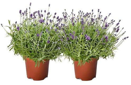 DECOALIVE Lavanda Flor Natural - Pack de 2 Plantas de Lavandas, Multicolor