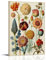 MiSkyn Ernst Haeckel Malerwerke, Vintage, botanische Illustration, Poster, Kunstwerke, Bild, Druck, Wandkunst, Gemälde, Leinwand, Geschenk, Dekoration, Zuhause, dekorativ, 60 x 90 cm