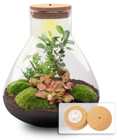 DIY Terrarium mit LED, Glas, Deko Set mit Bonsai, Grün, Ø 30 cm