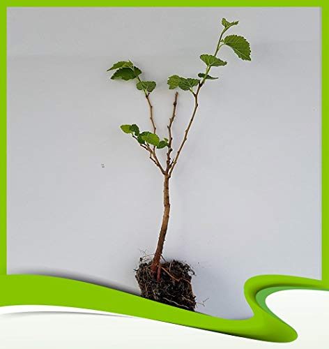 Morus alba (Gelso bianco) - Pianta