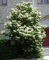 Japanischer Baum Flieder, Syringa reticulata, 60 Baumsamen (Fast, duftend, Hardy)