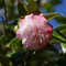 8 Semillas de camelia flores decoración plantas resistentes para jardín arbusto de mariposas semillas de bonsai prado de flores plantas trepadoras flores resistentes regalo plantas de jardín