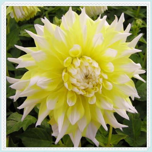 Dahlie, leuchtend bunte große Blüten, winterharte Zwiebelblumen, Garten, Balkondekoration, mehrjährige Pflanzen, Topfblumen-2 zwiebeln-G