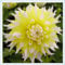 Dahlie, leuchtend bunte große Blüten, winterharte Zwiebelblumen, Garten, Balkondekoration, mehrjährige Pflanzen, Topfblumen-2 zwiebeln-G