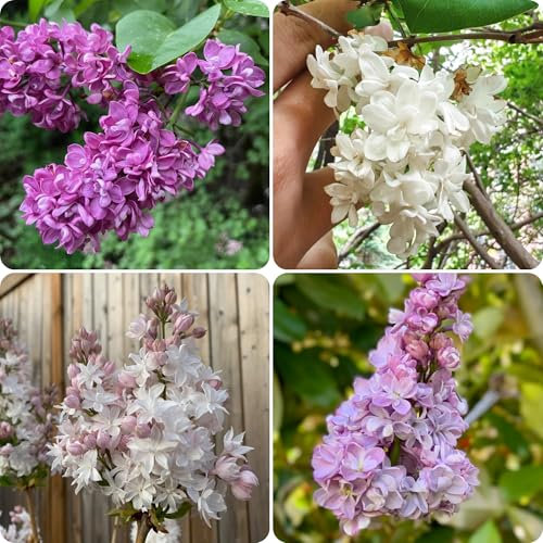 piante di lillà semi resistenti alberi perenni Fiori ornamentali profumati fiori giardino erbe aromatiche 30pcs