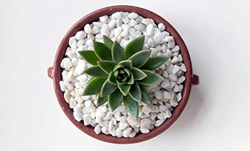 Kelkay Decorative Stones. Pebbles & Chippings. Marble, Pot Topper, Succulents, Garden (1kg, Alpine White Chippings)