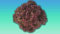Planète graines - Lot de graines de laitue a couper lollo rossa - 0,3 grammes