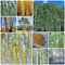 200 Pcs Weiße Birke Samen - Birkenbaum - Pflanzen Balkon, Deko Wohnzimmer Birken Samen (Betula Platyphylla) Grünpflanzen, Gartendeko Für Draußen Bio Samen Alte Sorten, Baum Pflanzen