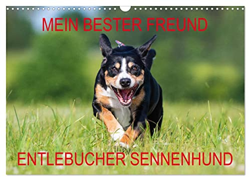 Mein bester Freund - Entlebucher Sennenhund (Wandkalender 2026 DIN A3 quer), CALVENDO Monatskalender: Die kleinste Rasse der Schweizer Sennenhunde - der Entlebucher (CALVENDO Tiere)